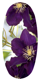 DASOV 024 Purple Cylmaties